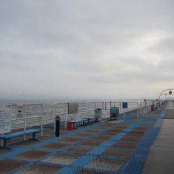 オリジナルメーカー海づり公園(市原市海づり施設) 釣果