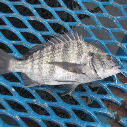 オリジナルメーカー海づり公園(市原市海づり施設) 釣果