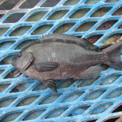 オリジナルメーカー海づり公園(市原市海づり施設) 釣果