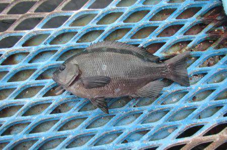 オリジナルメーカー海づり公園(市原市海づり施設) 釣果