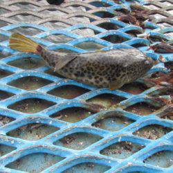 オリジナルメーカー海づり公園(市原市海づり施設) 釣果