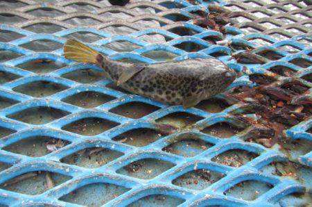 オリジナルメーカー海づり公園(市原市海づり施設) 釣果