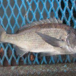 オリジナルメーカー海づり公園(市原市海づり施設) 釣果