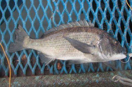 オリジナルメーカー海づり公園(市原市海づり施設) 釣果