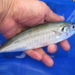 オリジナルメーカー海づり公園(市原市海づり施設) 釣果