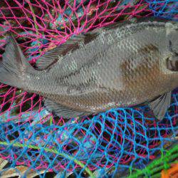 オリジナルメーカー海づり公園(市原市海づり施設) 釣果