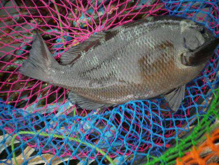 オリジナルメーカー海づり公園(市原市海づり施設) 釣果