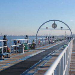 オリジナルメーカー海づり公園(市原市海づり施設) 釣果