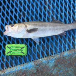 オリジナルメーカー海づり公園(市原市海づり施設) 釣果