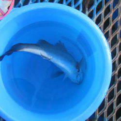 オリジナルメーカー海づり公園(市原市海づり施設) 釣果