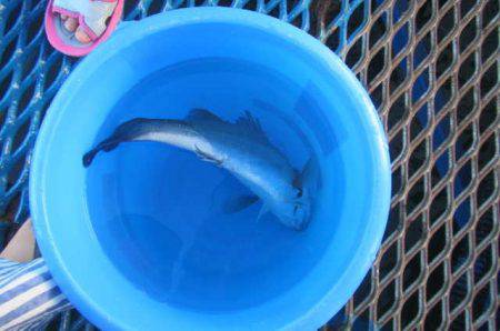 オリジナルメーカー海づり公園(市原市海づり施設) 釣果