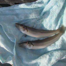 オリジナルメーカー海づり公園(市原市海づり施設) 釣果