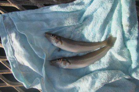 オリジナルメーカー海づり公園(市原市海づり施設) 釣果