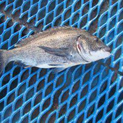 オリジナルメーカー海づり公園(市原市海づり施設) 釣果