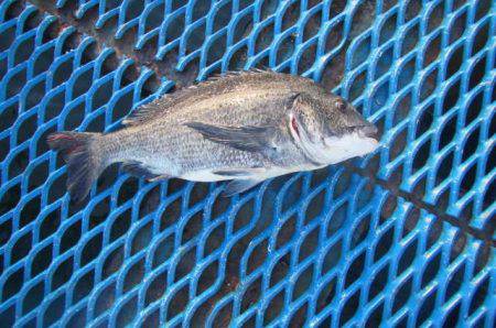 オリジナルメーカー海づり公園(市原市海づり施設) 釣果