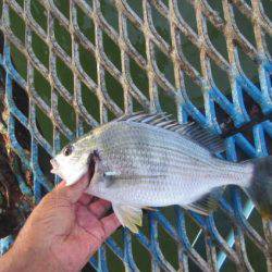 オリジナルメーカー海づり公園(市原市海づり施設) 釣果