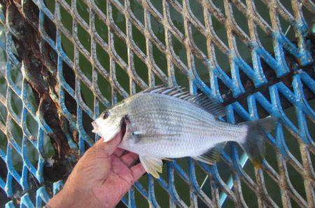 オリジナルメーカー海づり公園(市原市海づり施設) 釣果
