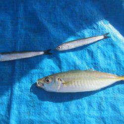 オリジナルメーカー海づり公園(市原市海づり施設) 釣果