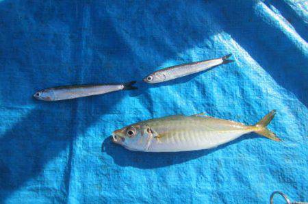 オリジナルメーカー海づり公園(市原市海づり施設) 釣果