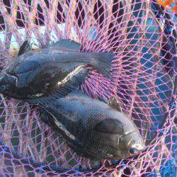 オリジナルメーカー海づり公園(市原市海づり施設) 釣果