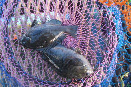 オリジナルメーカー海づり公園(市原市海づり施設) 釣果