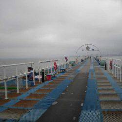 オリジナルメーカー海づり公園(市原市海づり施設) 釣果