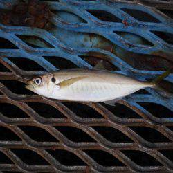 オリジナルメーカー海づり公園(市原市海づり施設) 釣果