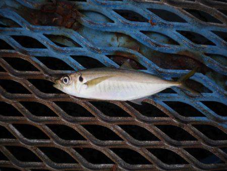 オリジナルメーカー海づり公園(市原市海づり…