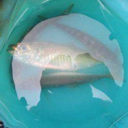 オリジナルメーカー海づり公園(市原市海づり施設) 釣果