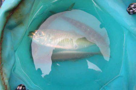 オリジナルメーカー海づり公園(市原市海づり施設) 釣果