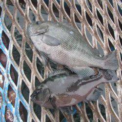 オリジナルメーカー海づり公園(市原市海づり施設) 釣果