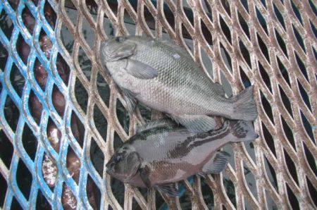 オリジナルメーカー海づり公園(市原市海づり施設) 釣果