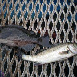 オリジナルメーカー海づり公園(市原市海づり施設) 釣果