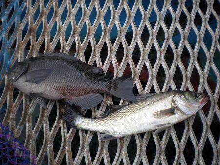 オリジナルメーカー海づり公園(市原市海づり施設) 釣果