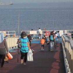 オリジナルメーカー海づり公園(市原市海づり施設) 釣果