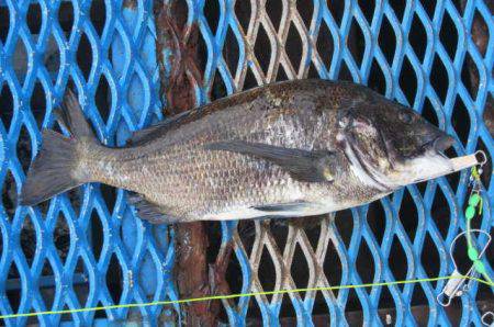 オリジナルメーカー海づり公園(市原市海づり…