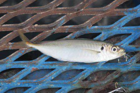 オリジナルメーカー海づり公園(市原市海づり施設) 釣果