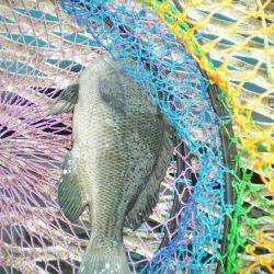 オリジナルメーカー海づり公園(市原市海づり施設) 釣果