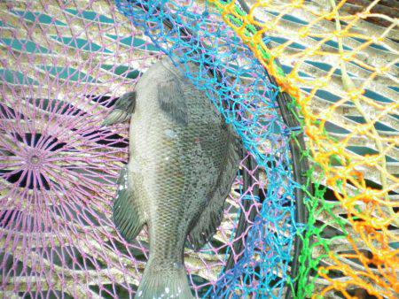 オリジナルメーカー海づり公園(市原市海づり施設) 釣果