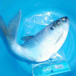 オリジナルメーカー海づり公園(市原市海づり施設) 釣果