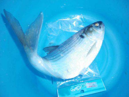 オリジナルメーカー海づり公園(市原市海づり施設) 釣果