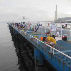 オリジナルメーカー海づり公園(市原市海づり施設) 釣果