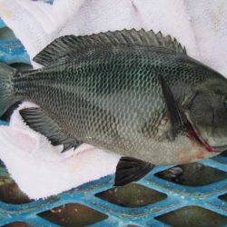 オリジナルメーカー海づり公園(市原市海づり施設) 釣果