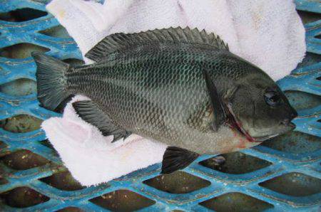 オリジナルメーカー海づり公園(市原市海づり施設) 釣果