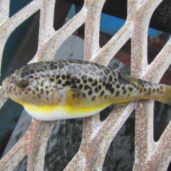 オリジナルメーカー海づり公園(市原市海づり施設) 釣果