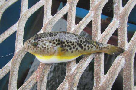 オリジナルメーカー海づり公園(市原市海づり施設) 釣果