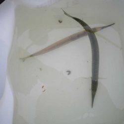 オリジナルメーカー海づり公園(市原市海づり施設) 釣果