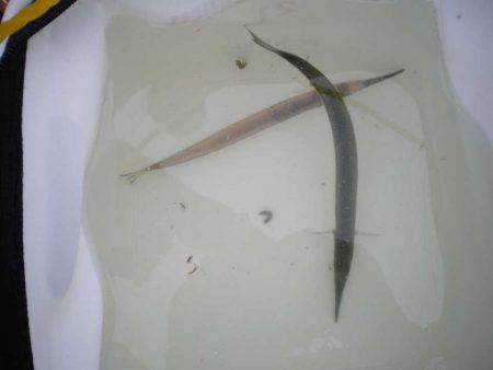 オリジナルメーカー海づり公園(市原市海づり施設) 釣果