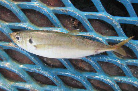 オリジナルメーカー海づり公園(市原市海づり…