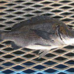 オリジナルメーカー海づり公園(市原市海づり施設) 釣果